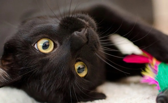 blackcat registration